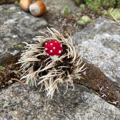 Igel mit Glück