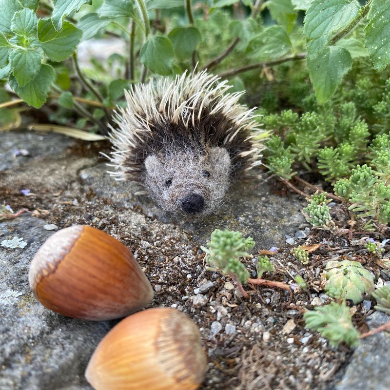 Igel