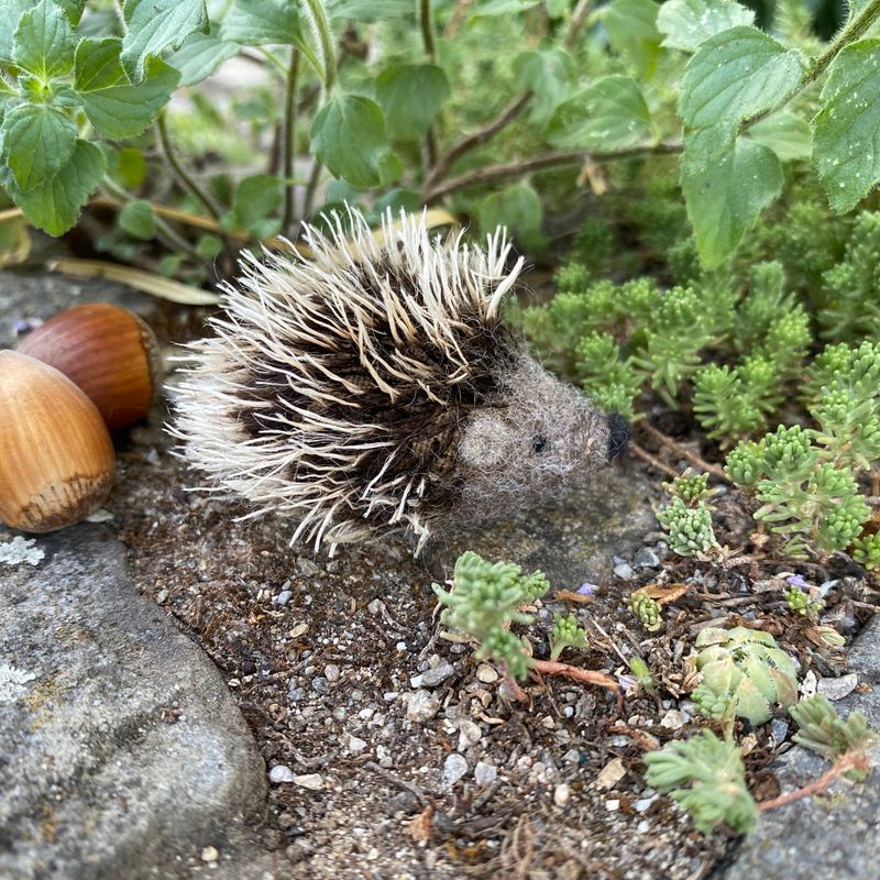 Igel