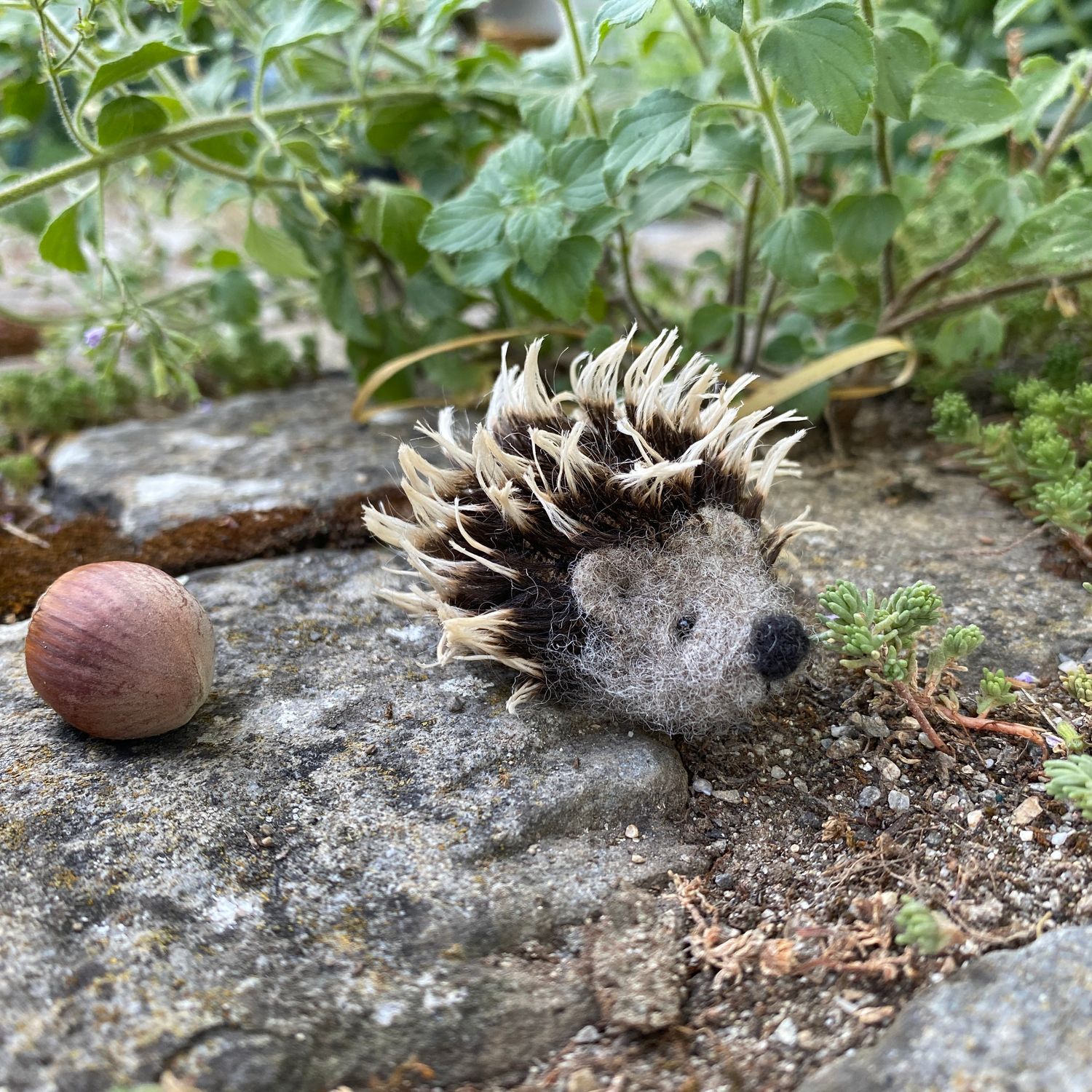 Igel