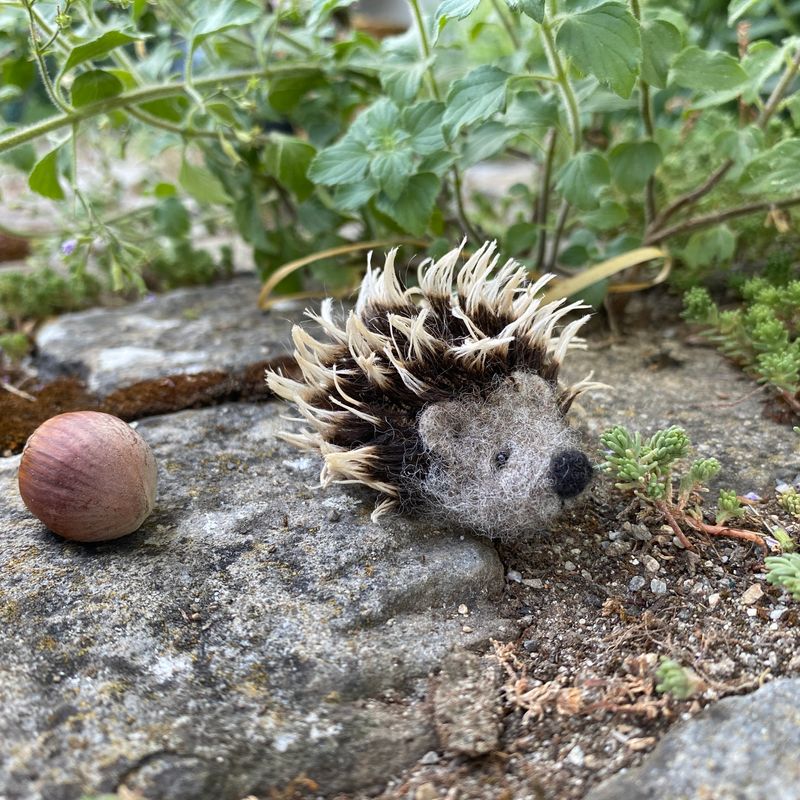 Igel