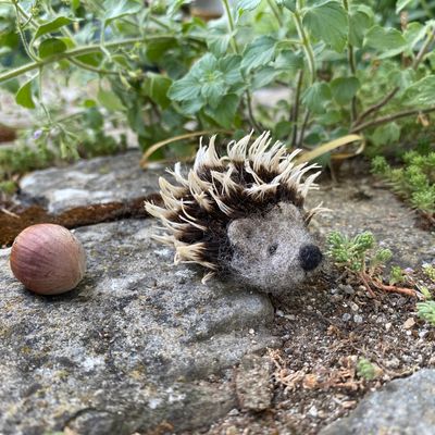Igel