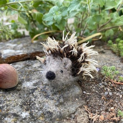 Igel
