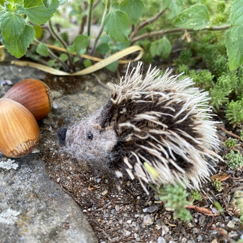 Igel