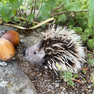 Igel