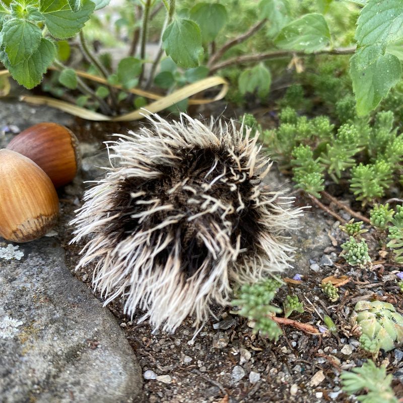 Igel