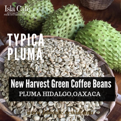 Typica Pluma  Oaxaca Green Coffee Beans specialty grade.