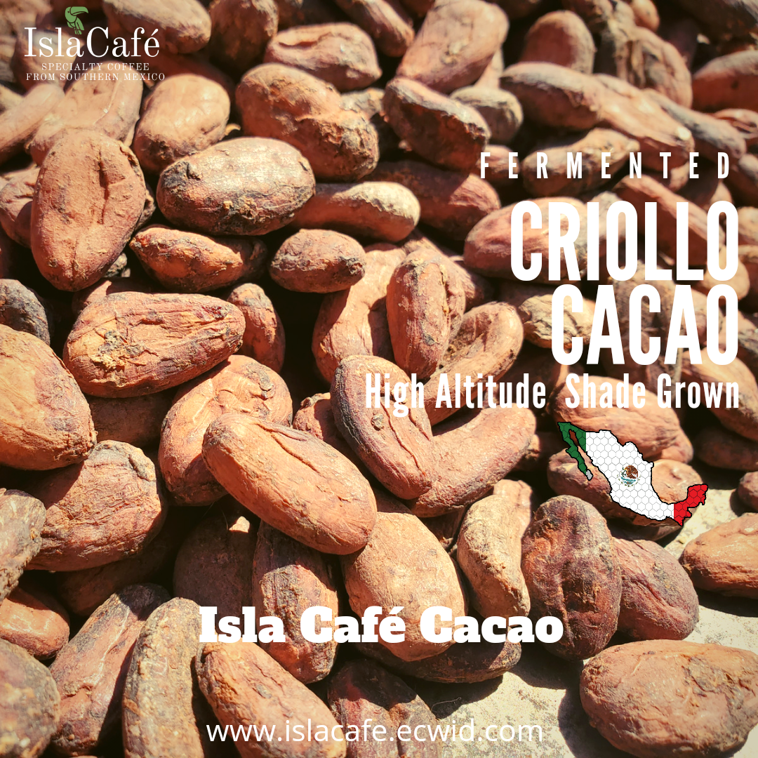 Criollo Cacao Beans - Juarez, Chiapas, Mexico