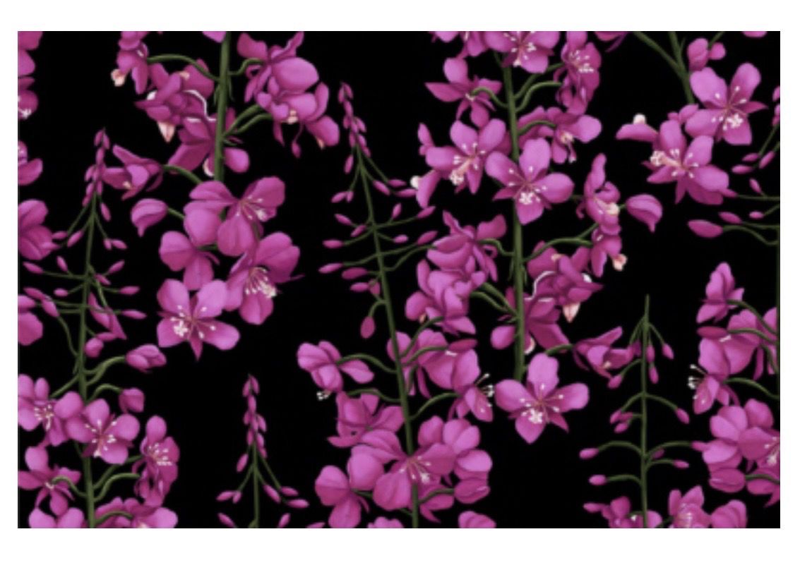 Fireweed Black Fabric/ Pink In Black Fireweed Fabric /Alaska Fabric 