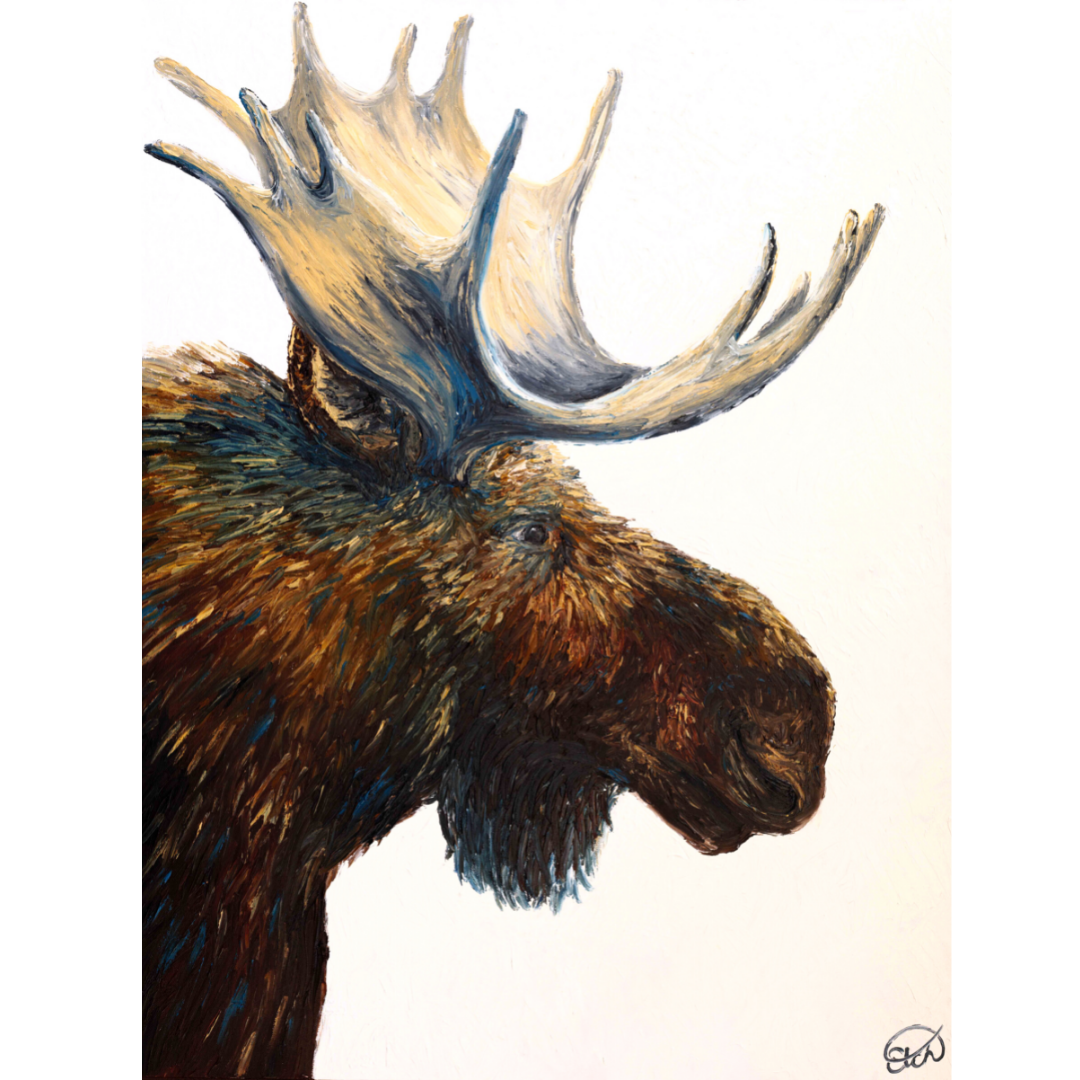 Portrait of a Bull Moose (30"x40")