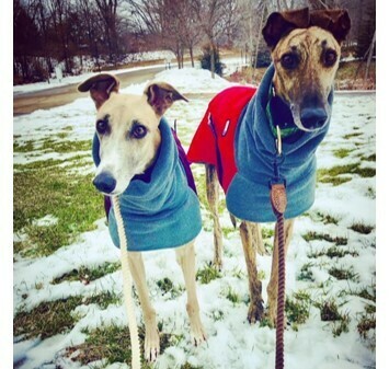 K9 Voyager Winter Coat