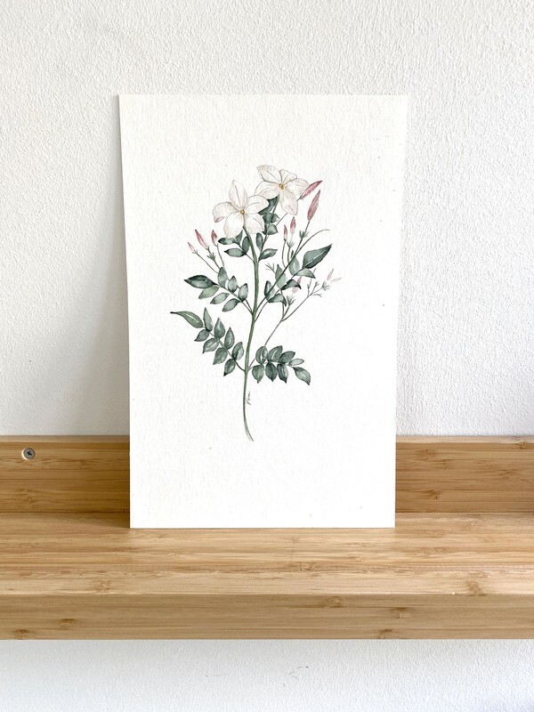 Delicate Jasmine