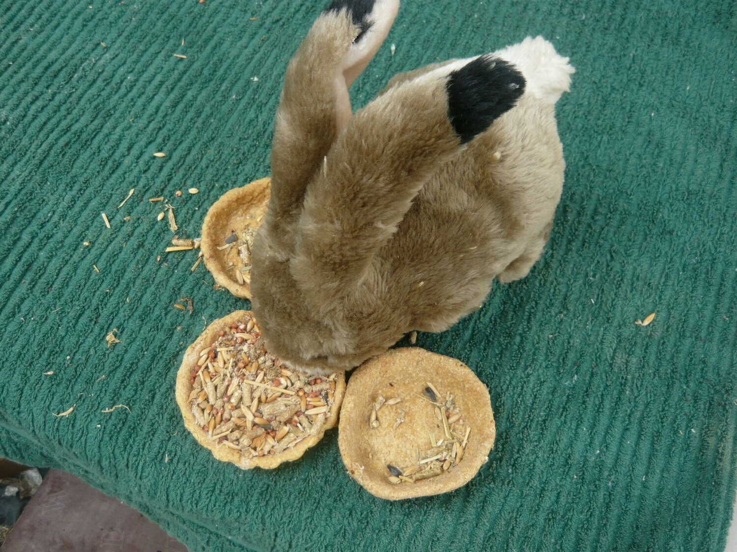 Rabbit & Guinea Pigs 3 Veggie Pies