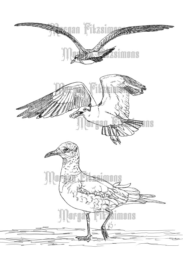 Bird Seagull Combo - Digital Stamp