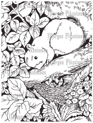 Squirrel - Colouring Page