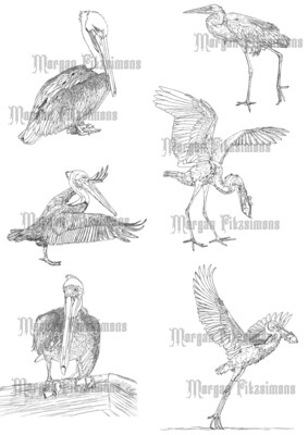 Bird Heron Pelican Combo - Digital Stamp