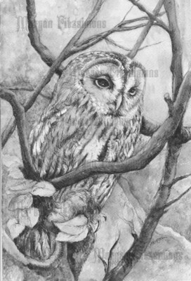 Owl Greyscale - Colouring Page