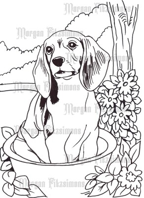 Basset Hound - Colouring Page