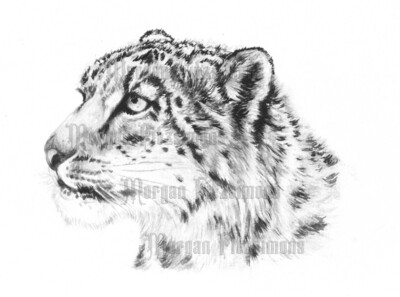 Jaguar In Snow Greyscale - Digital Stamp