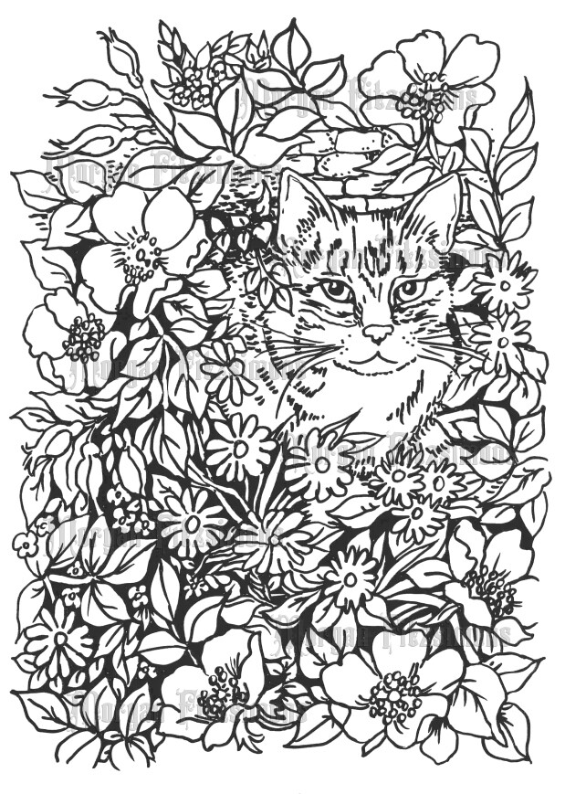 Cats 2 - Colouring Page