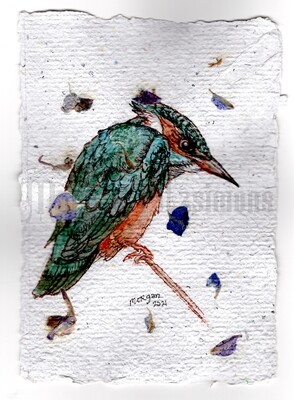 Go Wild Collection: Kingfisher