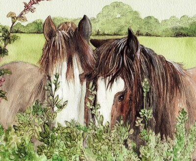 Shire Horses & Wild Ponies