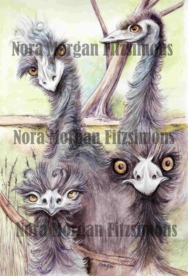 ​Curious Emus
