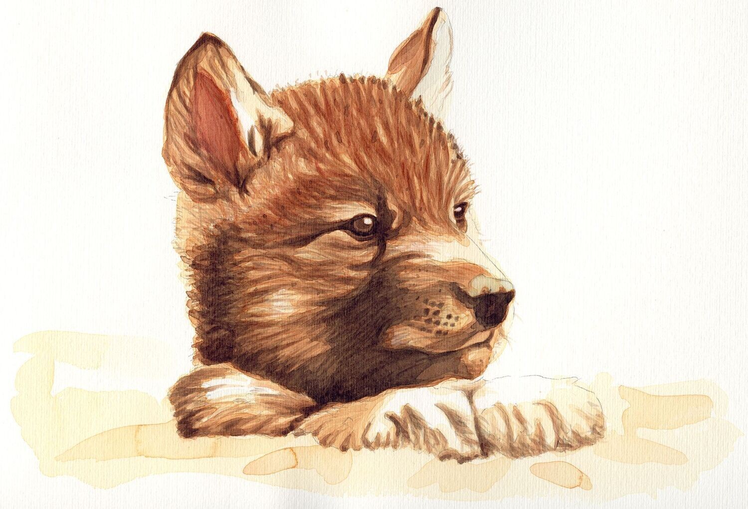 Cucciolo di lupo (Canis lupus italicus)