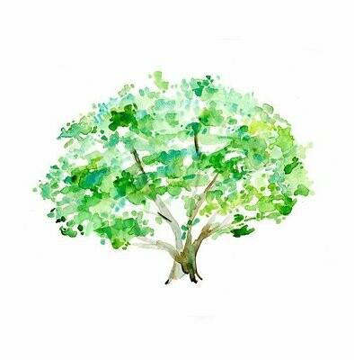 Plant & Tree watercolors