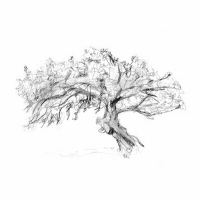 Tree pencil drawings