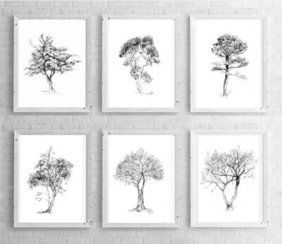 Print set of 6 tree pencil drawings with magnolia, ficus, birch, pine and eucalyptus tree