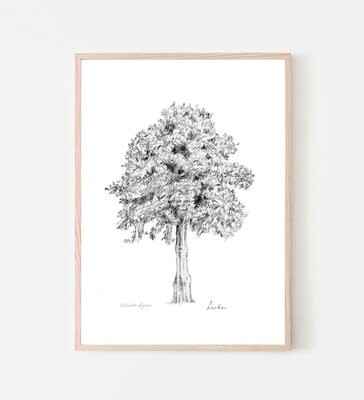 Wall art print of a linden tree pencil drawing