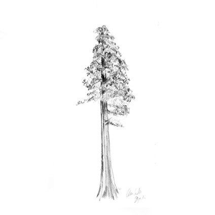 Pine Trees And Rocks Stock Illustration - Download Image Now - Redwood Tree,  Sketch, Vector - iStock
