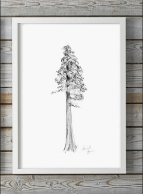 redwood drawing fine art print by Michelle Dujardin