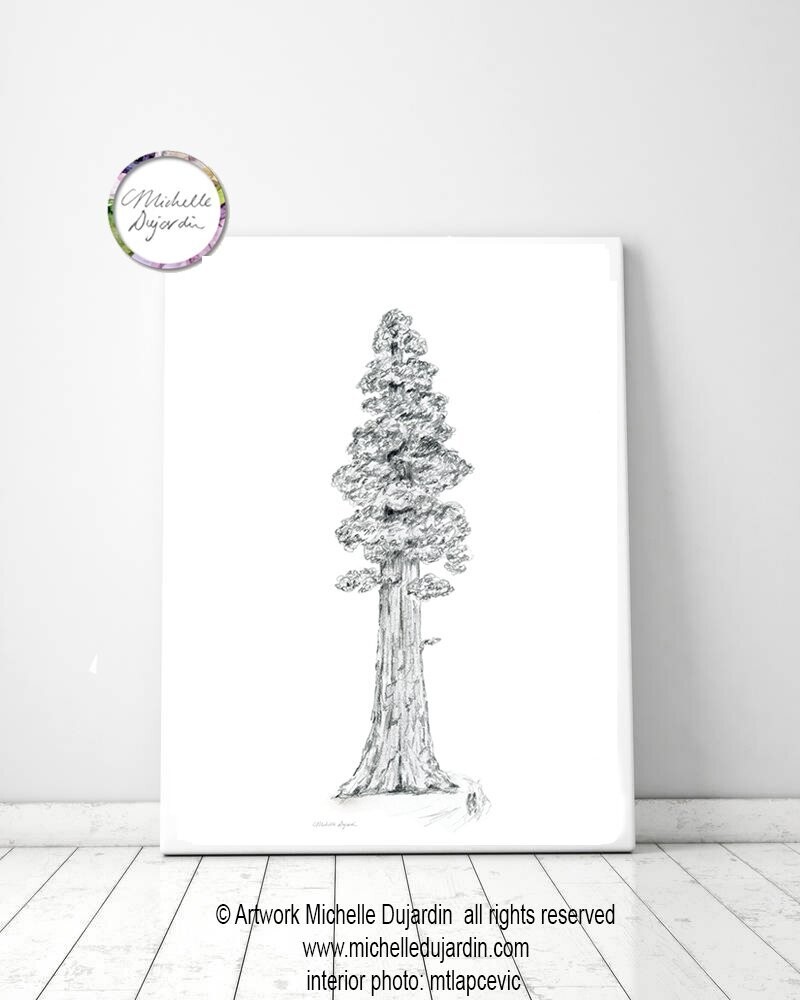 California Redwood drawing | Tree drawing tutorials | How to draw  California Redwood step by step - YouTube