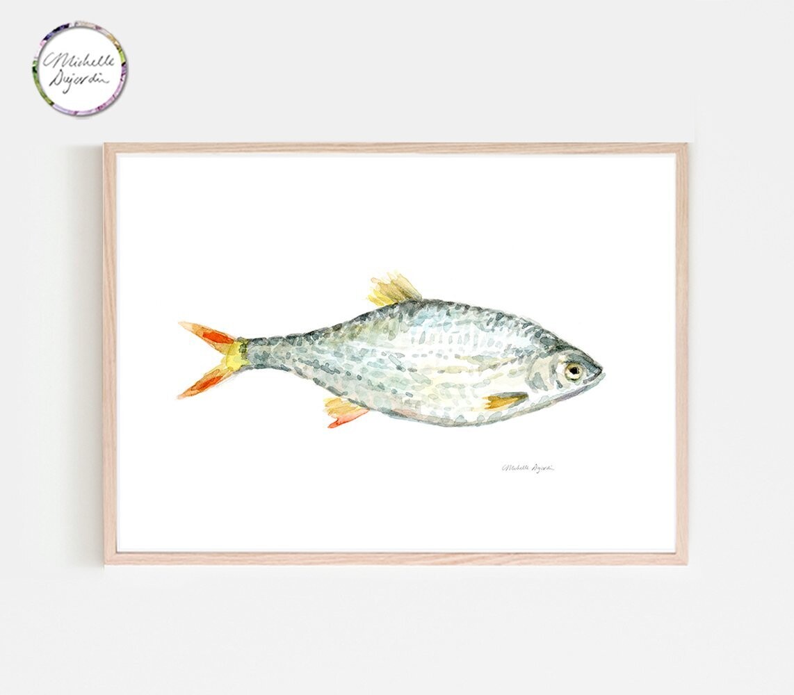Fine art print of a common roach watercolor painting, Minnow fish art