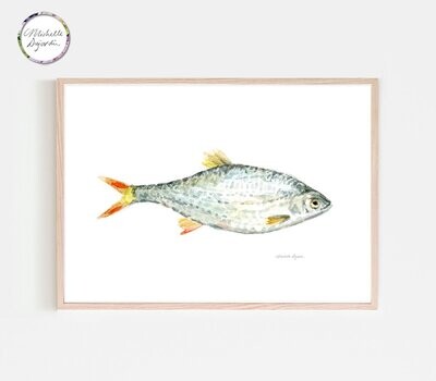 Fine art print of a common roach watercolor painting, Minnow fish art