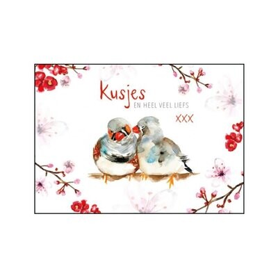 Kissing zebra finches card by Michelle Dujardin with Dutch text
