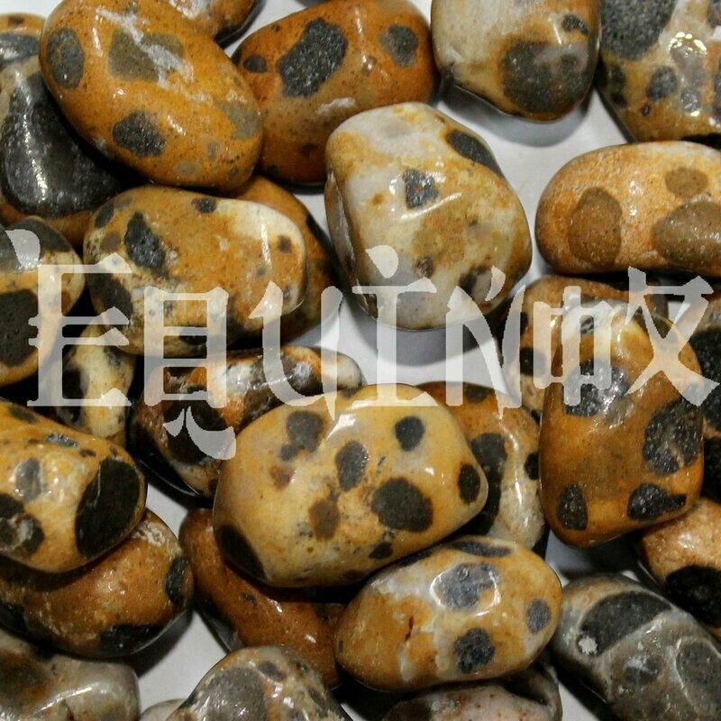 Jasper Cheetah