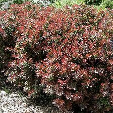 Raugerškis Tunbergo - Atropurpurea Nana