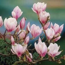 Magnolija Sulanžo
