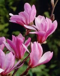Magnolija Loebneri - Leonard Messel