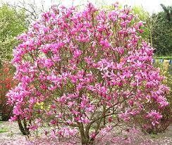 Magnolija - Susan