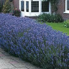 Levanda tikroji - Munstead