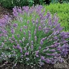 Levanda tikroji - Dwarf Blue