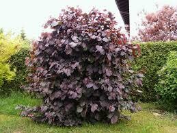 Lazdynas didysis - Purpurea