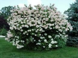 Hortenzija šluotelinė - Grandiflora