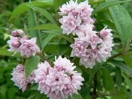 Deucija - Rosea Plena