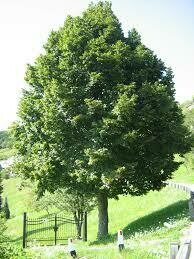 Liepa didžialapė - Tilia platyphyllos