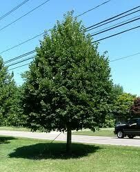 Liepa mažalapė - Tilia cordata